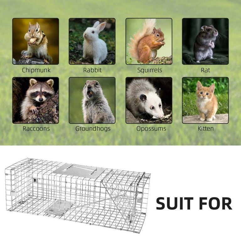 Heavy Duty Squirrel Trap, Folding Live Small Animal Cage Trap, Humane Cat  Traps For Stray Cats, Rabbits, Raccoons, Skunks, Possums And More Rodents,  Catch And Release - Temu