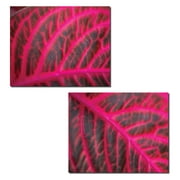 Pink Leaf | Gorgeous Pink Veined Leaf Photograph Print Set; Two 14x11 Poster Prints
