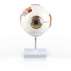 Walter Products Eye Model, 6 Parts
