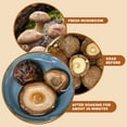 thumbnail image 5 of ONETANG Natural Dried Shiitake Mushrooms - Premium Flavors |AAA Grade Extra Dry Mushrooms for Soups, Sauces, Pasta and Risotto, Rehydrate Quickly, All Natural & Vegan | 16 Oz, 5 of 6