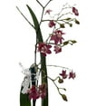 thumbnail image 2 of Twinkle Pink Profusion Orchid - Oncidium - 2" Pot - Collector Orchids, 2 of 2