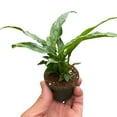 thumbnail image 6 of Variegated Peace Lily, 6 of 7