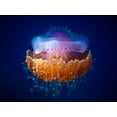 thumbnail image 2 of Luckyguy 18x15 White Modern Wood Framed Museum Art Print Titled - Fried Egg Jellyfish, 2 of 4