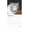 thumbnail image 4 of White Tigers 2025 12 X 24 Inch Monthly Square Wall Calendar Plastic-Free (Wall), 4 of 9