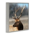 thumbnail image 3 of Stupell Industries Stunning Elk Portrait Gray Framed Giclee Art, design by Danita Delimont, 24 x 24, 3 of 8