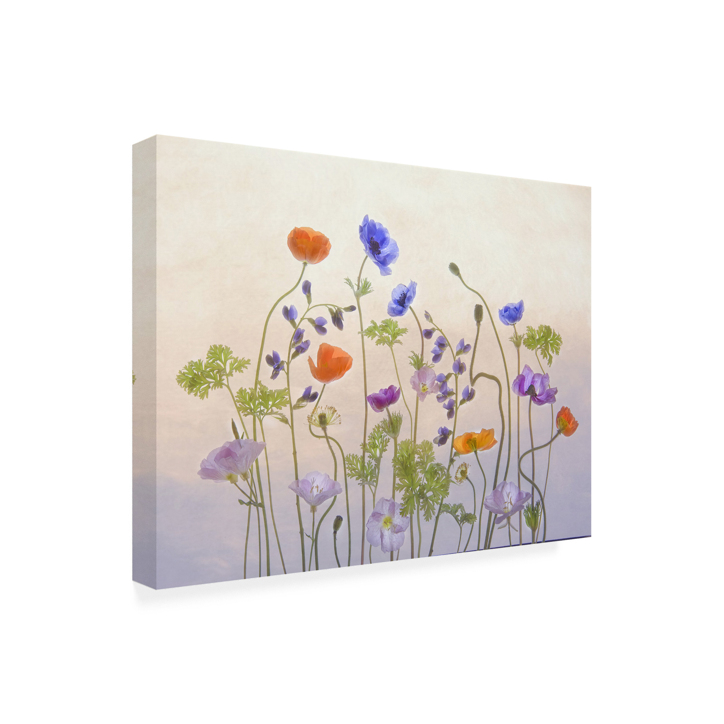 Catherine W 'Poppy A Anemone' Canvas Art