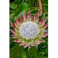 thumbnail image 2 of Engelbrecht, Jim 17x24 Black Ornate Wood Framed with Double Matting Museum Art Print Titled - King Protea flower, 2 of 4