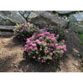 thumbnail image 2 of Bloomin' Jumbo Pint Poprocks Petite Spirea Live Shrub, Deer Resistant, 2 of 9
