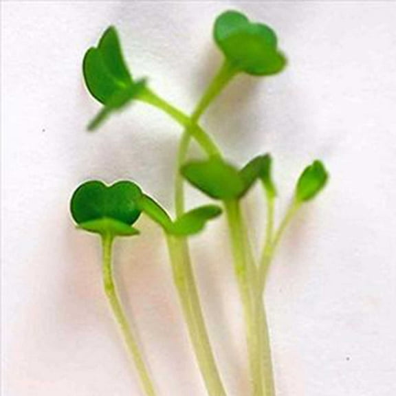 Arugula Garden Seeds - 25 Lbs Bulk Seed - Non-GMO Lettuce Greens - Arugula for Microgreens and Herb Salads