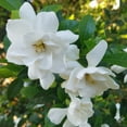 thumbnail image 2 of Southern Living Jubilation Gardenia Live Shrub in 2-Gallon Grower Pot, 2 of 8