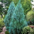 thumbnail image 3 of Blue Point Juniper - 9 Live 4 Inch Pots - Juniperus Chinensis - Evergreen Screening Tree, 3 of 8