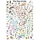 thumbnail image 2 of Puzzle Eurographics Evolution: El árbol de la vida, 1000 piezas, 2 of 3