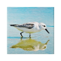 Stupell Industries Grazing Sandpiper in Water Animals & Insects Photography Gallery Wrapped Canvas Print Wall Art, 30 x 30