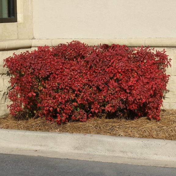 Brighter Blooms - Southern Living® Obsession Nandina Shrub, 3 gal - No Shipping to AK, AZ, HI, OR