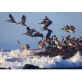 thumbnail image 2 of Fitzharris, Tim 32x24 Black Ornate Wood Framed with Double Matting Museum Art Print Titled - Brown Pelicans on Rock, 2 of 4