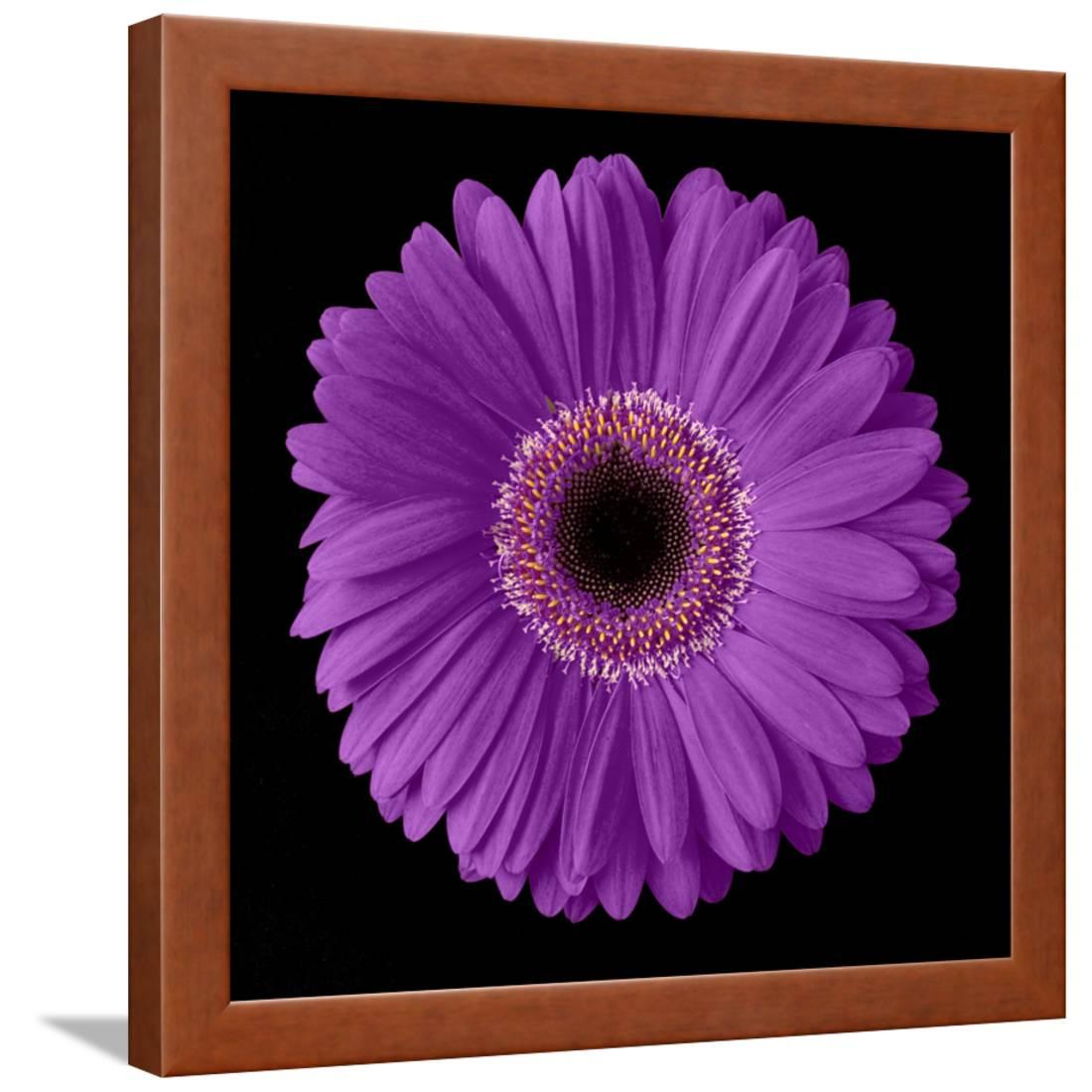 Purple Gerbera Daisy Framed Print Wall Art By Jim Christensen