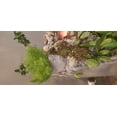 thumbnail image 2 of Decorative Terrarium Planter Waterfall Fountain with Stone Design, Live Mixed Plants, Indoor Garden Display, 58 Inch, 2 of 5