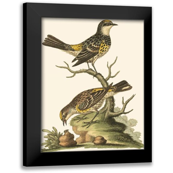 Edwards, George 12x14 Black Modern Framed Museum Art Print Titled - Petite Bird Study III