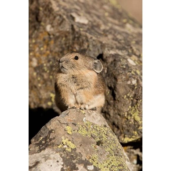 American Pika in rocks, Yellowstone NP, USA Poster Print by Joe & Mary Ann McDonald (23 x 34)