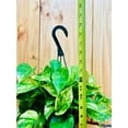thumbnail image 3 of Golden Pothos 8 Hanging Basket, 3 of 5