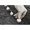 thumbnail image 2 of Country Creek Acres Garlic Plant Bulbs (2 Lb Count), Fresh Siberian, 2 of 6