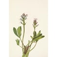 thumbnail image 2 of Mary Vaux Walcott 14x18 Gold Ornate Wood Frame and Double Matted Museum Art Print Titled - Bogbean. Menyanthes Trifoliata (1925), 2 of 4