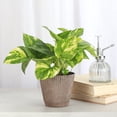 thumbnail image 3 of Live Golden Pothos Plant - Variegated Foliage - 4" Decorative Pot Cover - Thorsen's Greenhouse, 3 of 5