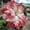 C, variant on Hibiscus-Plants For Planting - Garden Elegance Decoration - Premium Garden Stakes Perfect for Borders -