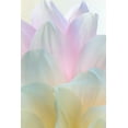 thumbnail image 2 of Mahan, Kathy 17x24 White Modern Wood Framed Museum Art Print Titled - Dahlia Blossom II, 2 of 4