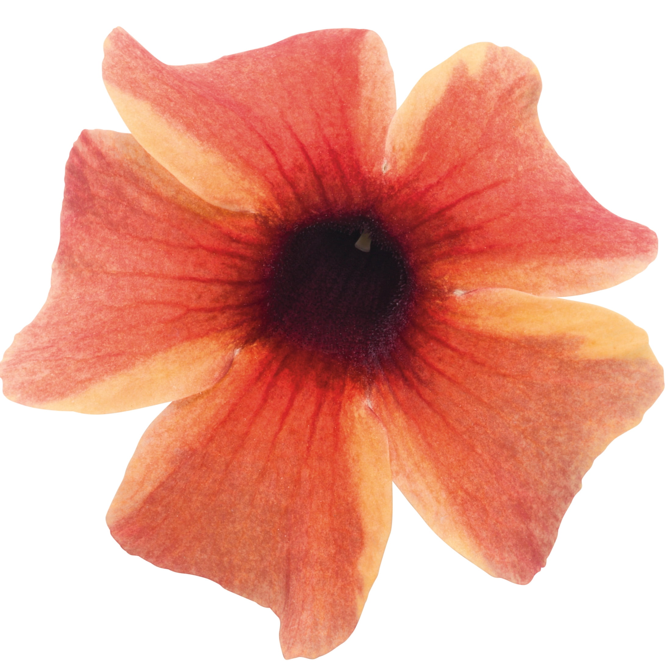 Proven Winners 8" Orange Tangerine Slice A-Peel Black-Eyed Susan Vine Live Plant in 6.5" Pot