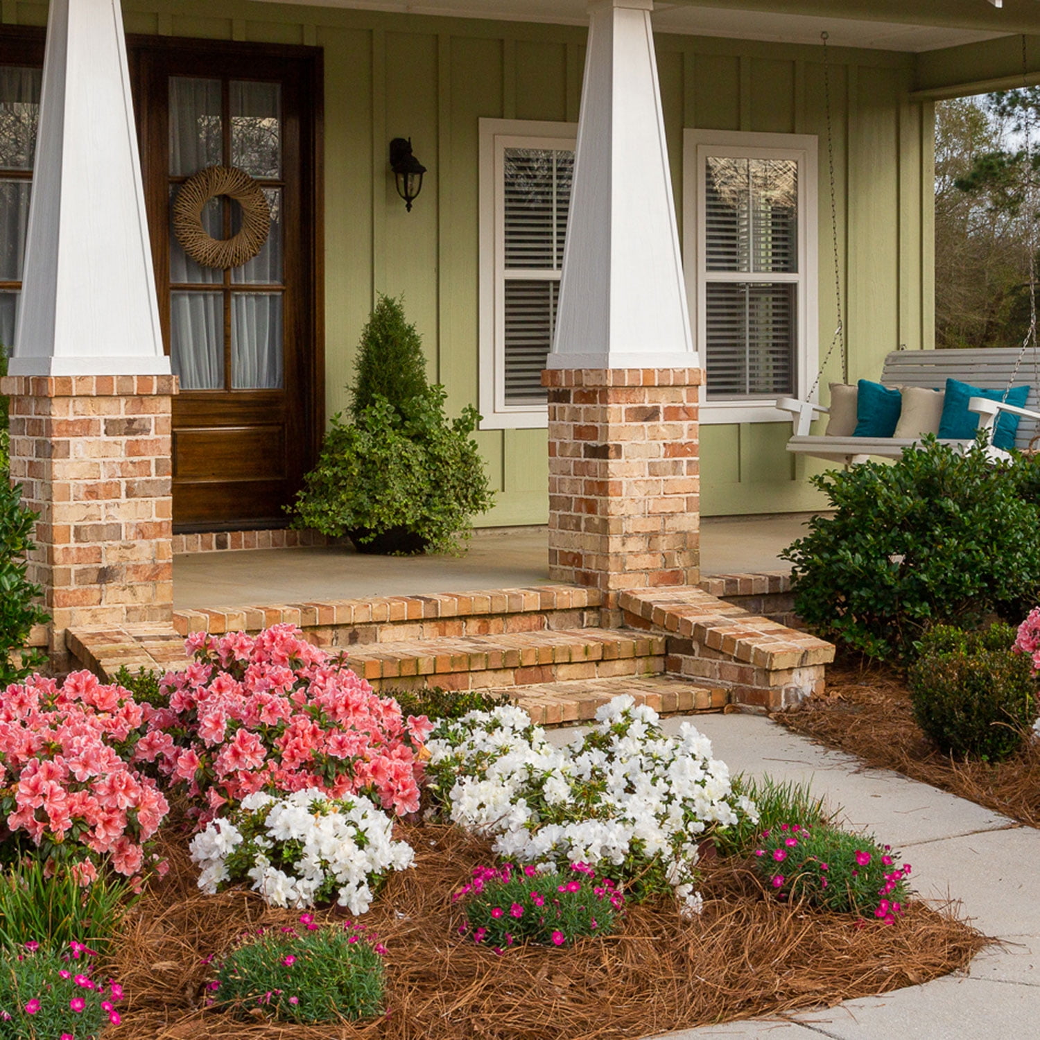 Encore Azalea Autumn Ivory (1 Gallon) White Flowering Shrub - Full Sun Live Outdoor Plant