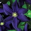 Aazon.co : ixed Cleatis Flower Seeds 20 Seed Perennial Flower Aazon.co : ixed Cleatis Flower Seeds 20 Seed Perennial Flower