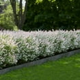 thumbnail image 2 of Brighter Blooms - Tri-Color Dappled Willow, 1 gal - No Shipping to AK, AZ, HI, 2 of 6