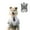 Grey, variant on BT Bear Large Dog Wedding Shirt, Dog Tuxedo With Bow Tie, Dog Wedding Formal Suit, Doggie Prince Gentleman Costume for Medium Large Dogs Black 3XL