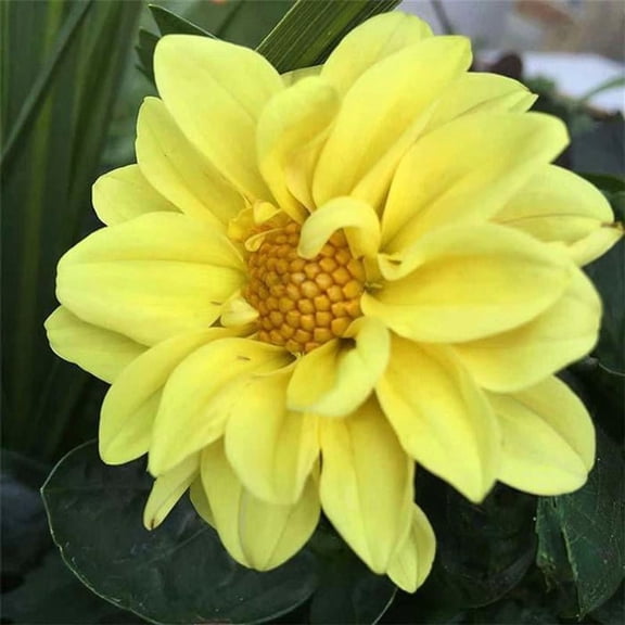 Dahlia Figaro Series Yellow ~25 Seeds – Colorful Annual Flower for Beds, Pots & Borders—Easy to Grow, Non-GMO—Compact Plants with Double Blooms—Full Sun—100  Seeds