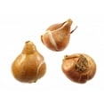 Tulip Bulbs For Sale Tulip Flowers Bulbs Bulk Tulip Bulbs Tulip Bulbs