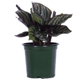 thumbnail image 1 of Calathea Ornata (S) Live Plants in 4" growers pot, 1 of 1