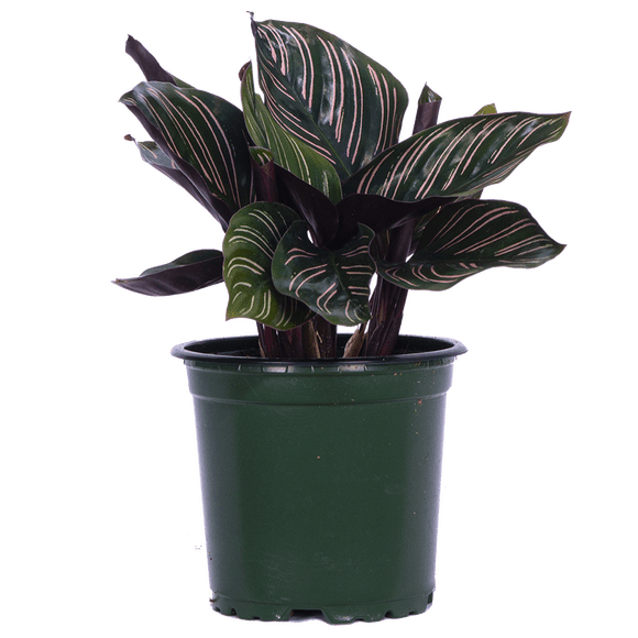 Calathea Ornata (S) Live Plants in 4" growers pot