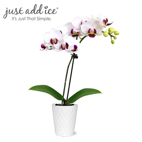 Just Add Ice 6-10" White and Purple Mini Orchid Live Plant in 2.5" White Ceramic Pot, House Plant