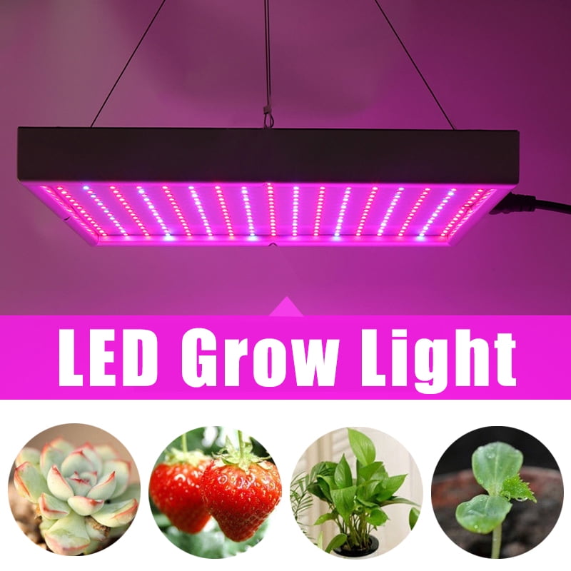 grow light strawberries