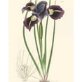 thumbnail image 2 of Curtis 15x18 Black Ornate Wood Framed with Double Matting Museum Art Print Titled - Elegant Iris II, 2 of 4