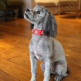 thumbnail image 3 of 1Pack Cute PU Leather Adjustable Puppy or cat Collar, Rhinestone Flower Pattern Studded Girl Dog or cat Collar - Pink, Red, Blue, Black for Small to Medium Dogs or Cats, 3 of 6
