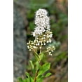 thumbnail image 6 of 100 WHITE MEADOWSWEET Spiraea Alba Narrow Leaved Queen of the Prairie Native Flower Shrub Seeds, 6 of 10