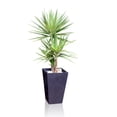 thumbnail image 2 of House Plant Yucca Wall Decal by Wallmonkeys Peel and Stick Graphic (24 in H x 12 in W) WM264392, 2 of 4