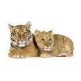 thumbnail image 2 of Lion Cub and Tiger Wall Mural Decal by Wallmonkeys Vinyl Peel and Stick Graphic (18 in W x 10 in H), 2 of 4