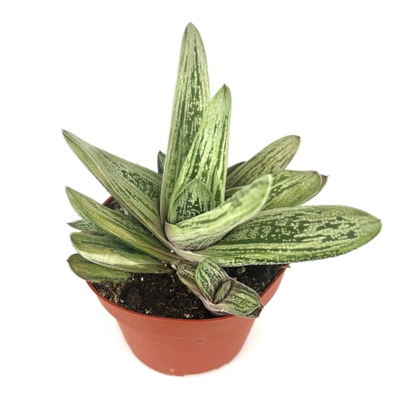 Gasteria Little Warty Ox Tongue Live Plants 4 in Pot, Easy to Grow