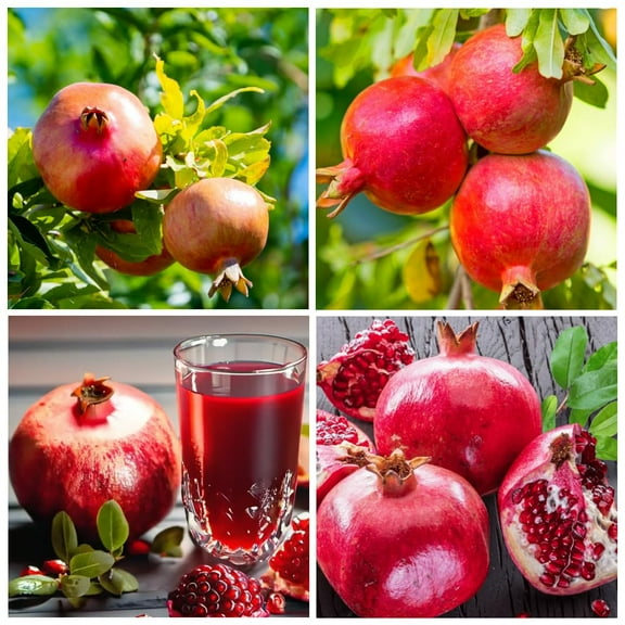 50  Pomegranate Fruit Tree Seeds for MVR1 Planting Outdoor-Perennial Non GMO Punica Granatum Tasty Sweet Great Home Garden