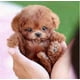 thumbnail image 2 of 2025 New Robot Dog for Adults, AI Robotic Dog, Nicoo - My Realistic Robot Puppy That Acts Like a Real Puppy - Walking, Barking, Tail Wagging, 2 of 5