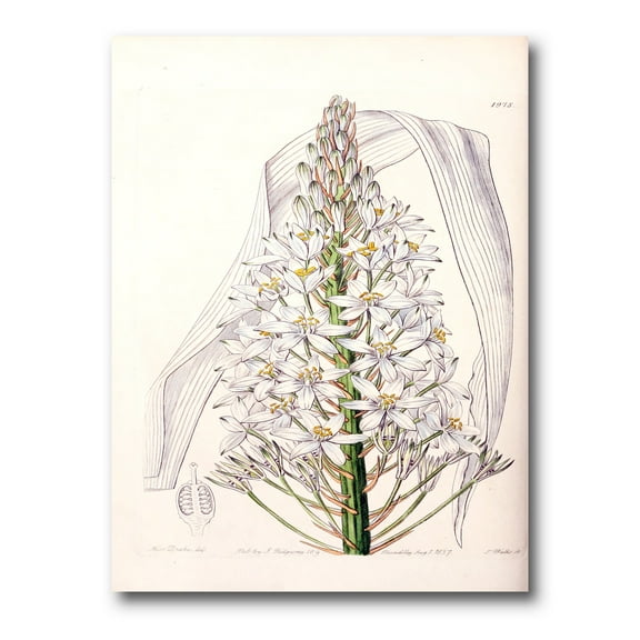 White Vintage Orchid I 12 in x 8 in Painting Canvas Art Print, by Designart