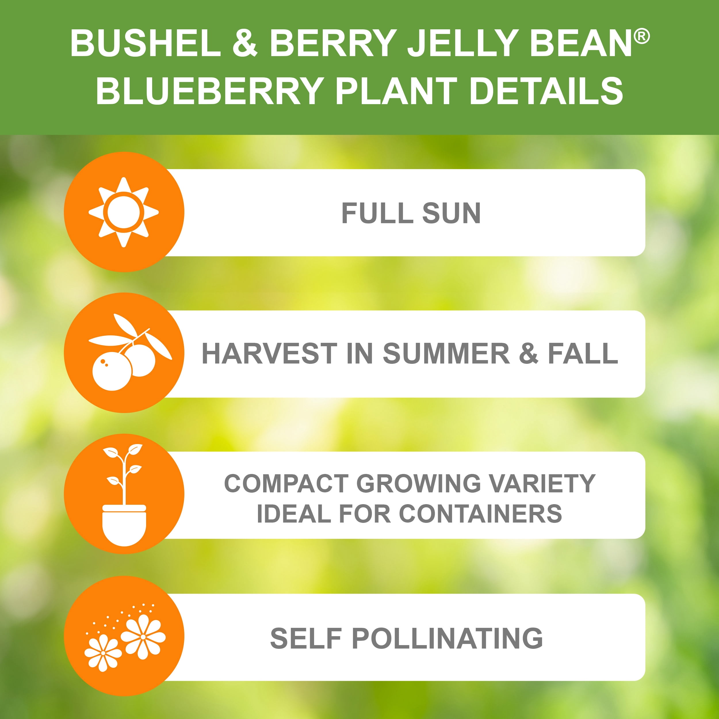 Bushel and Berry Jelly Bean® Blueberry, Bare Root, Non-GMO (Bag of 2) Spring Planting